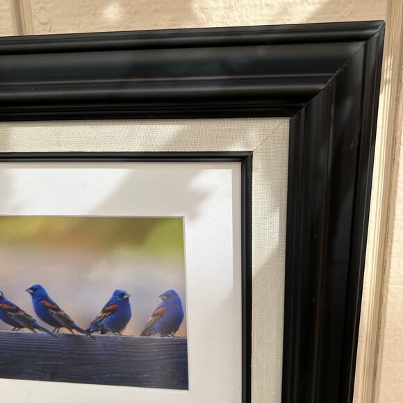 Bird Wildlife Photographed Signed and Framed - Picture 4 of 8